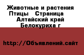 Животные и растения Птицы - Страница 2 . Алтайский край,Белокуриха г.